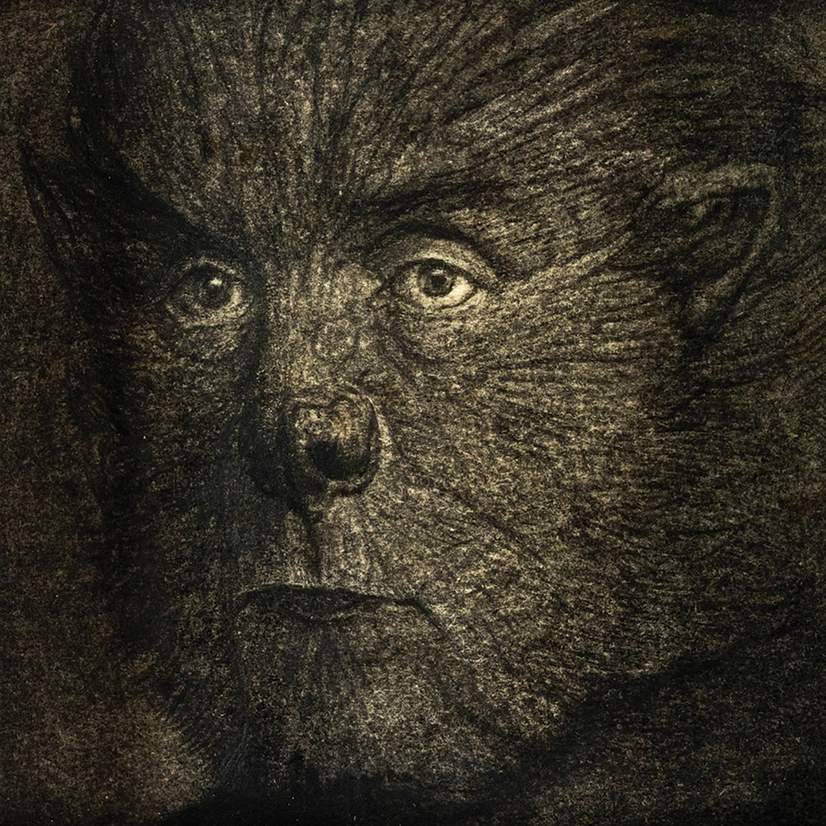 Charcoal drawing close up of a werewolf's face