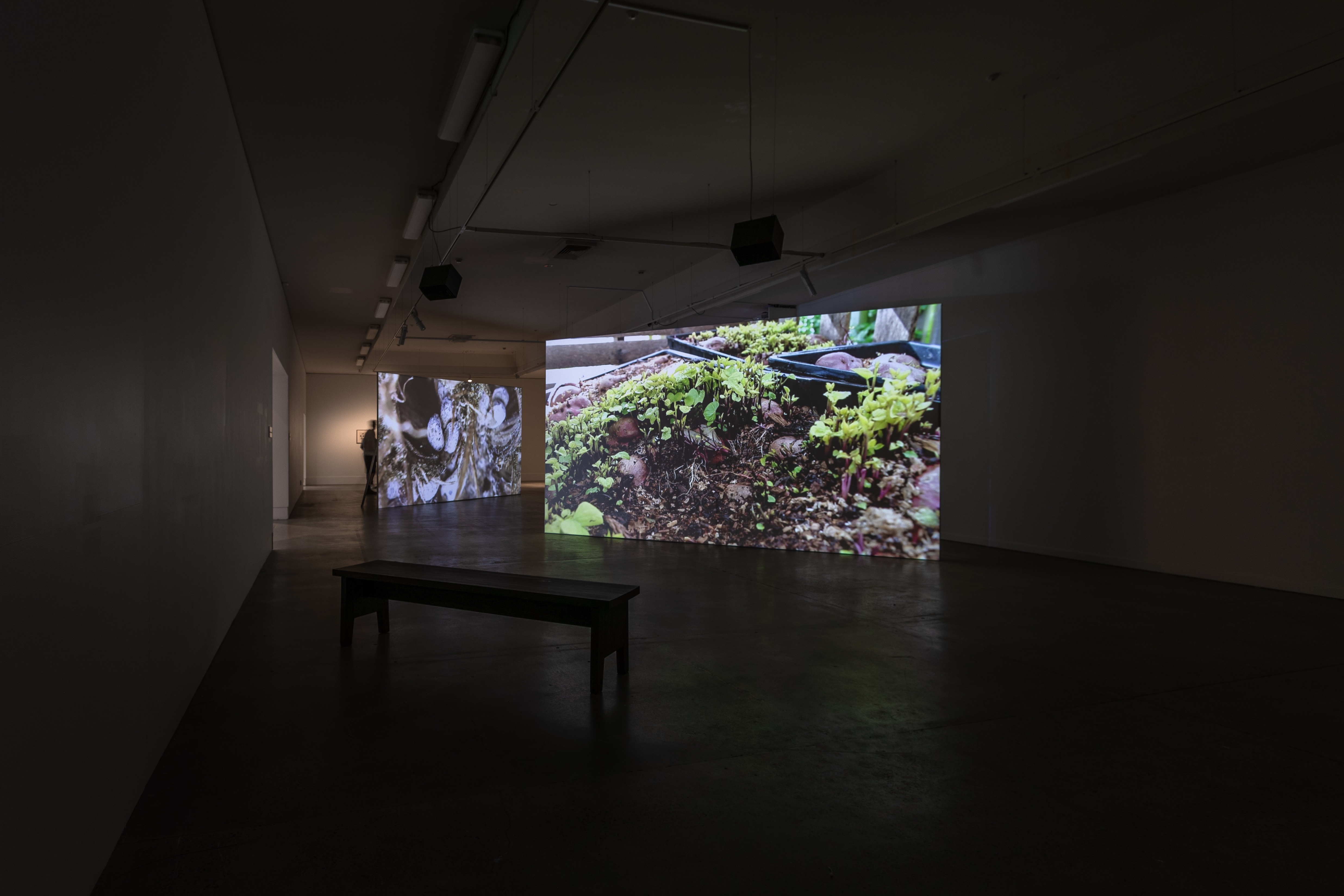 Making Like a Forest: Xin Cheng and Adam Ben-Dror.jpg