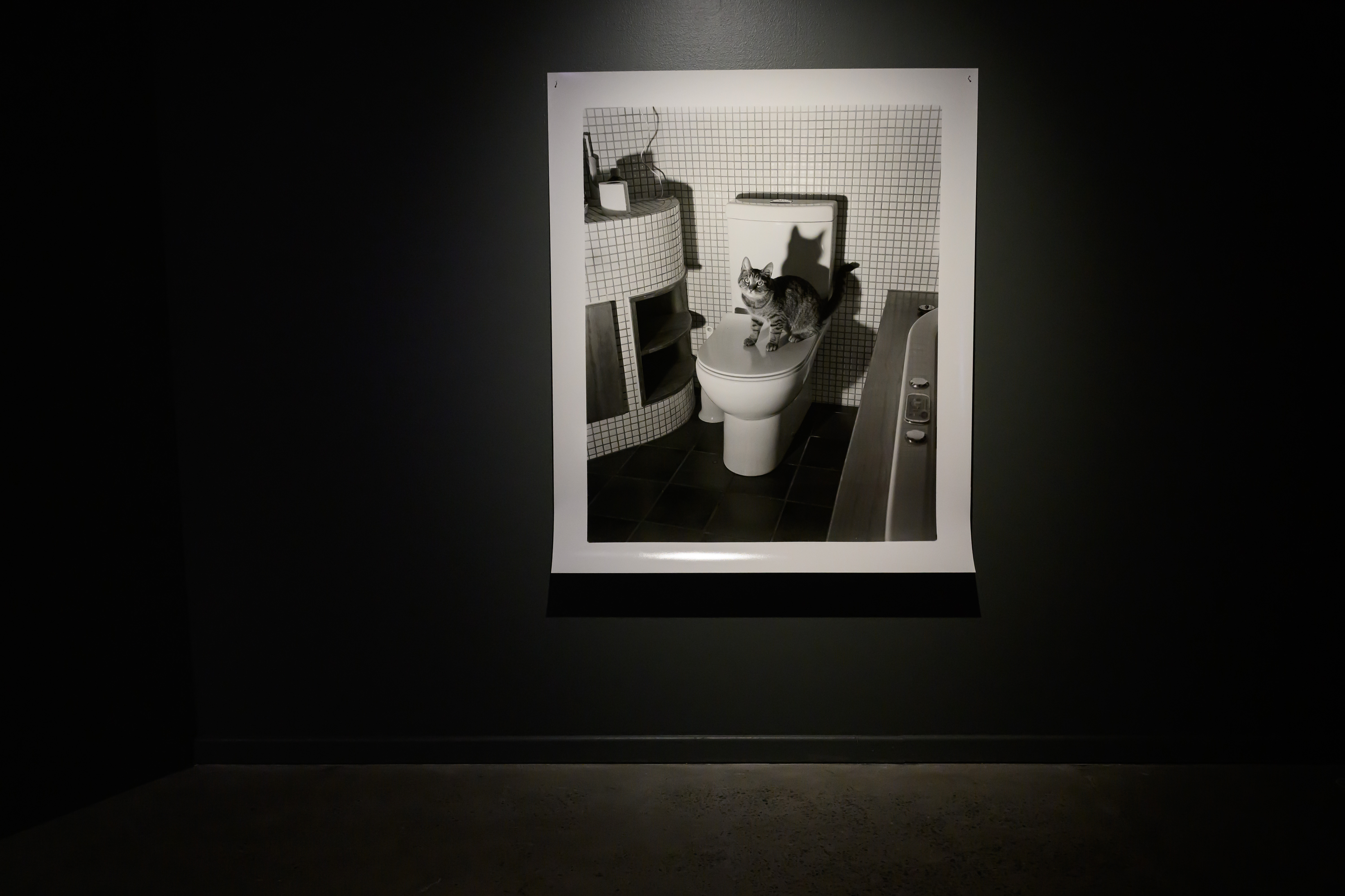 Install shot of Harry Culy's photograph featuring demonic cat